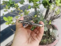 abl-ayfon-aks-as-small-2